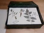 Uniek Herbarium uit 1955, Ophalen of Verzenden
