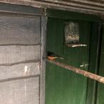 SHAMALIJSTER 2019, Dieren en Toebehoren, Vrouwelijk