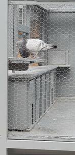 Mooie Doffer met plu staart, Dieren en Toebehoren, Vogels | Duiven, Mannelijk, Kropper
