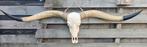 Longhorn skull te koop., Ophalen of Verzenden, Zo goed als nieuw