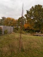 Amelanchier alnifolia 'Obelisk' - krenteboom, Tuin en Terras, Ophalen, Volle zon, Overige soorten