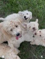 Labradoodle Multigen Pups puppy jonge hond Doodle Labrador, Dieren en Toebehoren, Honden | Retrievers, Spaniëls en Waterhonden