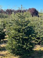 Kerstbomen Nordmann Fraseri Omorika Pice Abies SBS, Ophalen of Verzenden, Volle zon, Overige soorten