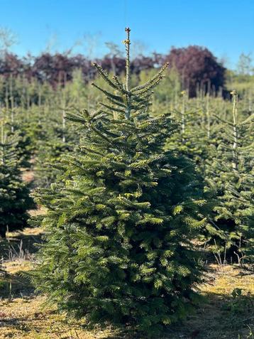 Kerstbomen Nordmann Fraseri Omorika Pice Abies SBS beschikbaar voor biedingen