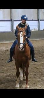 Enthousiaste bijrijder zoekt paard of pony, Ophalen of Verzenden