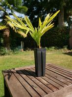 Trachycarpus fortunei., Tuin en Terras, Planten | Tuinplanten, Ophalen, Bloeit niet, Overige soorten, Volle zon