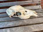 Authentieke Schedel - Curiosa & Brocante Object, Ophalen of Verzenden