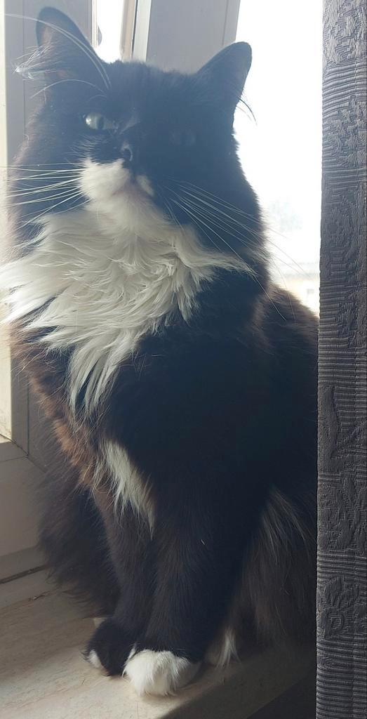 Ragdoll poes langhaar, Dieren en Toebehoren, Kattenmanden, Ophalen