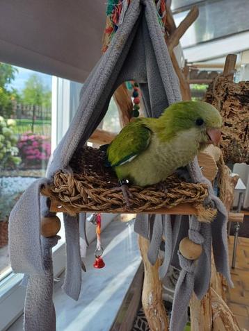 Muis of monniksparkiet beschikbaar voor biedingen
