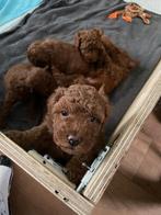 Poedel pup rood, Dieren en Toebehoren, Honden | Chihuahua's en Gezelschapshonden, Particulier, Rabiës (hondsdolheid), 8 tot 15 weken