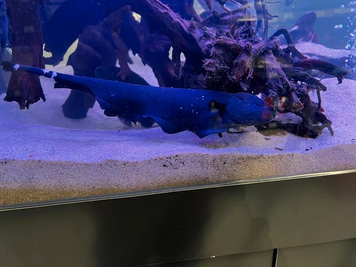 XXL zwarte geest mesvis, Dieren en Toebehoren, Vissen | Aquariumvissen, Zoetwatervis, Vis, Schoolvis