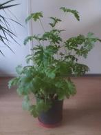 Citroen Geranium, Huis en Inrichting, Kamerplanten, Minder dan 100 cm, Halfschaduw, Ophalen