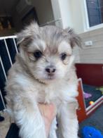 Prachtige kruising pomsky pups beschikbaar, Parvo, Overige rassen, 8 tot 15 weken, Meerdere