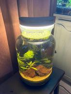 Tafel garnalen aquarium compleet ingedraaid, Dieren en Toebehoren, Vissen | Aquariumvissen, Vis