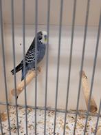 Te koop grasparkiet, Mannelijk, Parkiet