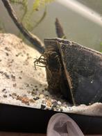 Ancistrus man (spoed), Dieren en Toebehoren, Vis