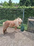 Shetland pony, vos, 5 jaar, Dieren en Toebehoren, Pony's, Merrie, Met stamboom, A pony (tot 1.17m), 3 tot 6 jaar