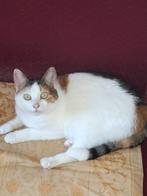 europese kortharige poes, Dieren en Toebehoren, Katten en Kittens | Raskatten | Korthaar, Poes, Gechipt, 3 tot 5 jaar