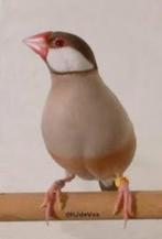 Rijstvogels, Dieren en Toebehoren, Vogels | Overige Vogels, Meerdere dieren, Tropenvogel