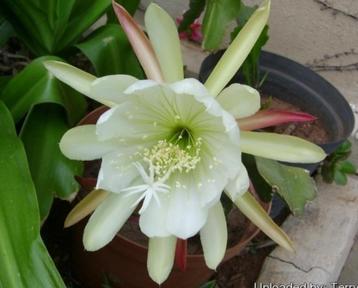 epiphyllum cactus beavertail gewortelde stekken beschikbaar voor biedingen