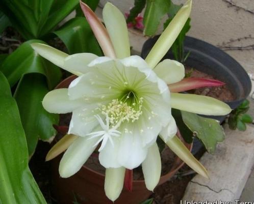 epiphyllum cactus beavertail gewortelde stekken, Huis en Inrichting, Kamerplanten, Cactus, Minder dan 100 cm, Bloeiende kamerplant