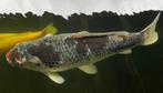 Goromo koi karper 60-65cm, Dieren en Toebehoren, Vissen | Vijvervissen, Karper of Koi
