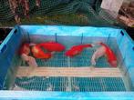 Grote goudvissen  Maat 15/20 cm  Per stuk 10 euro, Dieren en Toebehoren, Goudvis(sen)