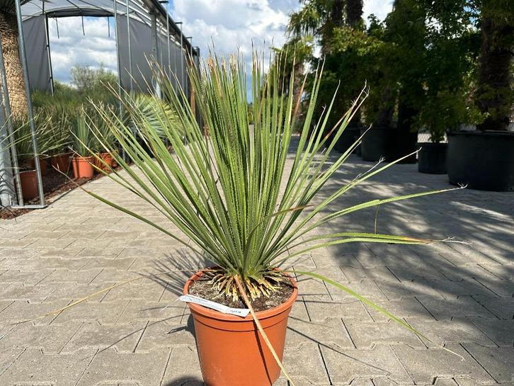 Dasyliron serratifolium - Dessertspoon te koop, Tuin en Terras, Planten | Bomen, Overige soorten, Minder dan 100 cm, Volle zon