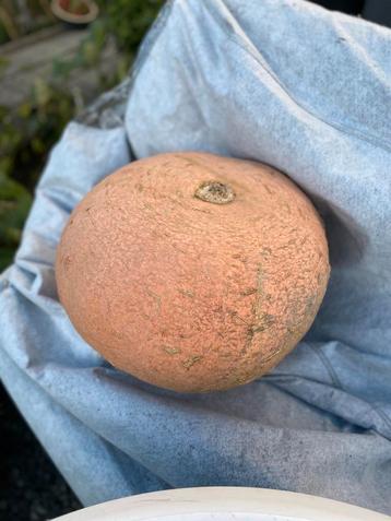 Grote pompoenen beschikbaar voor biedingen