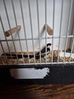 Dominicanerwida, Dieren en Toebehoren, Mannelijk