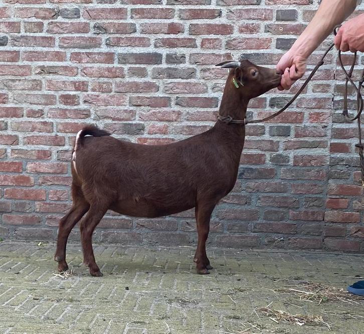 Prachige stamboek dwerggeit, Dieren en Toebehoren, Schapen, Geiten en Varkens, Geit, Vrouwelijk