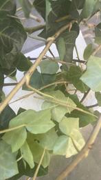 Wandelende takken Gratis, Wandelende tak