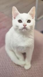 Britse korthaar kittens, Dieren en Toebehoren, Katten en Kittens | Raskatten | Korthaar