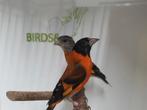 Heel veel mooie vogels beschikbaar., Dieren en Toebehoren, Vogels | Overige Vogels, Meerdere dieren, Tropenvogel