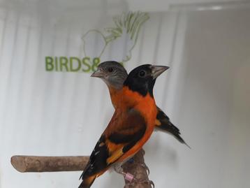 Heel veel mooie vogels beschikbaar.  beschikbaar voor biedingen