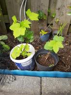 Zwarte bessen plant, Ophalen of Verzenden, Minder dan 100 cm, Overige soorten, Zomer