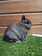 GEZOCHT: kleurdwerg ijzergrauw ram, Mannelijk, Dwerg, 0 tot 2 jaar