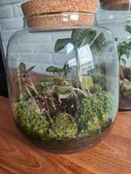 Voorlopig de laatste  diverse planten terrariums/terraria, Ophalen