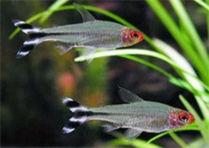 Hobbyaquarium Roodkopzalm/Hemigrammus bleheri XL, Dieren en Toebehoren, Vissen | Aquariumvissen, Zoetwatervis, Vis, Schoolvis
