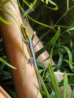 Phelsuma klemmeri man te ruil voor een vrouw of te koop, Dieren en Toebehoren, Reptielen en Amfibieën, Hagedis, 0 tot 2 jaar