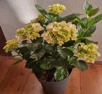 Tuin hortensia 50 cm., Tuin en Terras, Planten | Tuinplanten, Ophalen, Zomer, Overige soorten, Halfschaduw