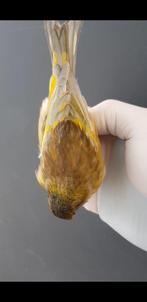 Parva mit kanarien, Ophalen of Verzenden, Nieuw