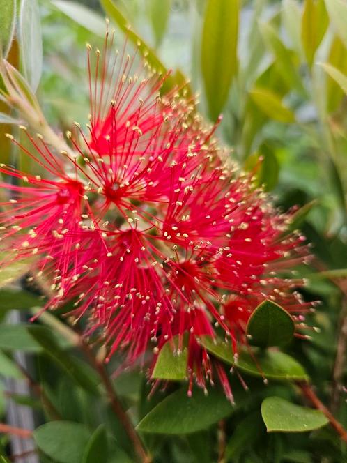 Lampenpoetser / Callistemon Rugulosus, Tuin en Terras, Planten | Bomen, Bolboom, 100 tot 250 cm, Volle zon, Zomer, In pot, Ophalen