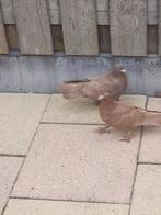 Duiven  kelebek, Dieren en Toebehoren, Vogels | Duiven, Meerdere dieren, Overige soorten