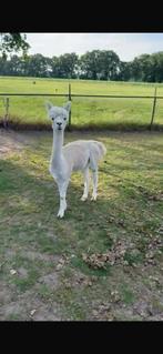 Mooie jonge alpaca hengst bijna 2 jaar, Mannelijk, Voor 1 juli 2024