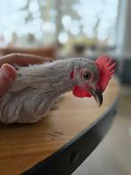 Haantje aangeboden, Dieren en Toebehoren, Pluimvee, Mannelijk, Kip