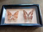 Ingelijste Vlinder Taxidermie, Antiek en Kunst, Ophalen of Verzenden