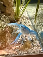 Blauwe Florida Kreeft (Procambarus alleni) vanaf €5,-, Dieren en Toebehoren, Kreeft, Krab of Garnaal, Zoetwatervis