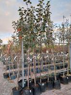 Rode Goudreinet Hoogstam Appelboom, Overige soorten, Lente, Ophalen, Volle zon