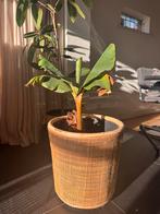 Rotan plantenmand / pot – naturel (Ø 44 cm), Ophalen, Zo goed als nieuw, Rond, Minder dan 30 cm